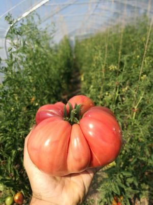  at Wintruper Hofgemüse - Farm Shop in Steinheim