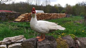 Duck named Ello at Wintruper Hofgemüse - Farm Shop in Steinheim
