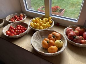 Tolle Tomaten  at Wintruper Hofgemüse - Farm Shop in Steinheim