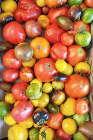  at inocent in Timisoara