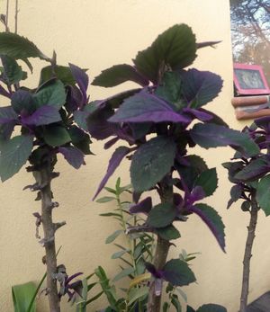 Lovely garden 💜 at Marwari Indian Food in Tepoztlan