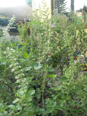  at Marwari Indian Food in Tepoztlan