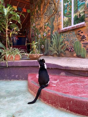  at Pura Vida in Todos Santos