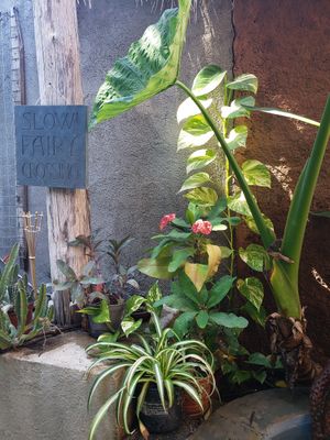  at Pura Vida in Todos Santos