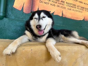  at Happy Husky Cafe in Puerto Princesa