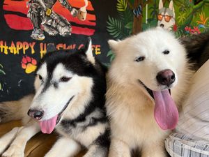 Choco and Shiro ! at Happy Husky Cafe in Puerto Princesa