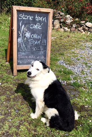 sign on lighthouse road, with dog at Stone Barn Café in Clare Island