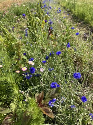 Prachtige bloemen   at Zelfpluktuin Groenhof in Oosterend