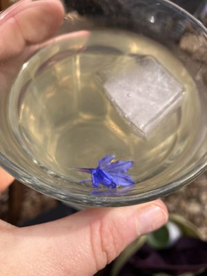 Zelfgemaakte vlierbloesem limonade   at Zelfpluktuin Groenhof in Oosterend