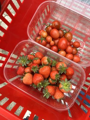 Picked strawbs and cherry tomatoes   at Zelfpluktuin Groenhof in Oosterend