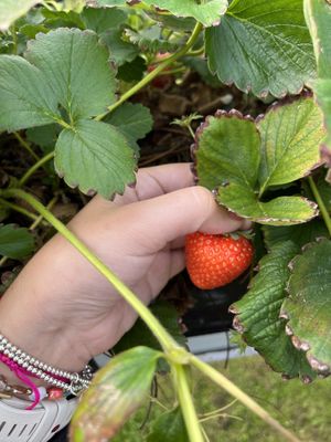 Strawberries   at Zelfpluktuin Groenhof in Oosterend