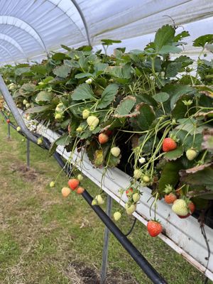   at Zelfpluktuin Groenhof in Oosterend