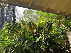 Fresh fruit is seen being grown and prepped all over the property 🤙   at Hana Harvest Cafe in Hana