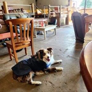 Indoor dog friendly cafe at Cafe Inu in Carrington