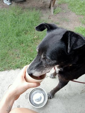 Pup ice cream at Cafe Inu in Carrington