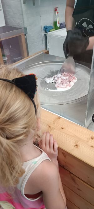 Freezing + chopping it is small pieces at Chop and Roll in Kos