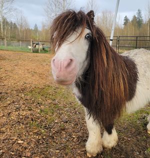 Frederick is a senior mini horse living his best life at the Sanctuary.  at A Home for Hooves Farm Sanctuary in Duncan
