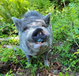 Charlie enjoying a cupcake at our annual Cupcake Convention! at A Home for Hooves Farm Sanctuary in Duncan