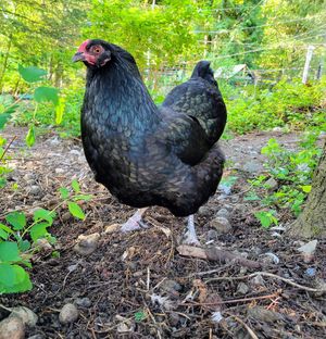 Kylo hen spends her days searching for grubs in the forest bird area. at A Home for Hooves Farm Sanctuary in Duncan