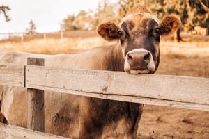 Ella is currently one of 20 animals in foster care until we can move to a much larger property.  She is an ex-dairy cow now living her life free from exploitation. at A Home for Hooves Farm Sanctuary in Duncan