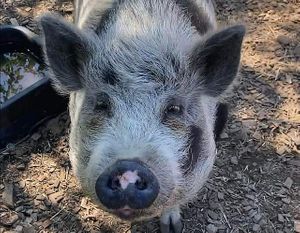 Gracie at A Home for Hooves Farm Sanctuary in Duncan