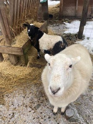 Camille and Sam at A Home for Hooves Farm Sanctuary in Duncan