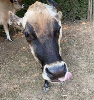Ella and Eddie at A Home for Hooves Farm Sanctuary in Duncan