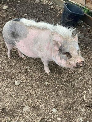 Blow out Mohawk season at A Home for Hooves Farm Sanctuary in Duncan