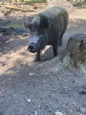 Penny at A Home for Hooves Farm Sanctuary in Duncan