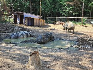 Prince, Buddy and Penny  at A Home for Hooves Farm Sanctuary in Duncan
