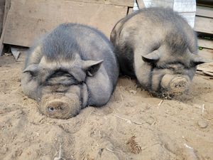 Flower and Blossom who have come along way with weight loss.  at A Home for Hooves Farm Sanctuary in Duncan