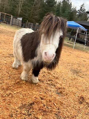 Fred such a sweetheart.  at A Home for Hooves Farm Sanctuary in Duncan
