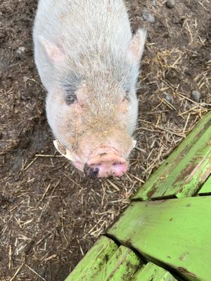 My lil man such the best baby boy.  at A Home for Hooves Farm Sanctuary in Duncan