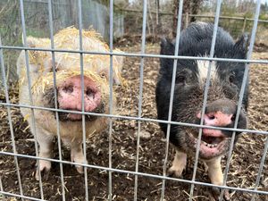 Skylar and Jake the sweetest of babies but a bit shy with me still.  at A Home for Hooves Farm Sanctuary in Duncan