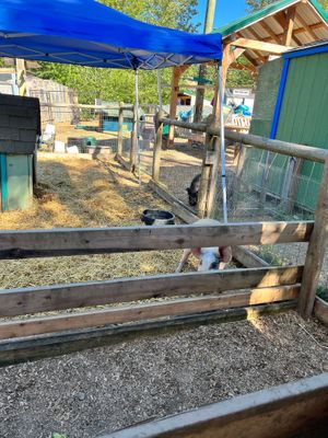 Esme such an active lil bean. Loves cuddles.  at A Home for Hooves Farm Sanctuary in Duncan