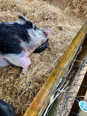 Private the gentlest baby boy so sweet.  at A Home for Hooves Farm Sanctuary in Duncan