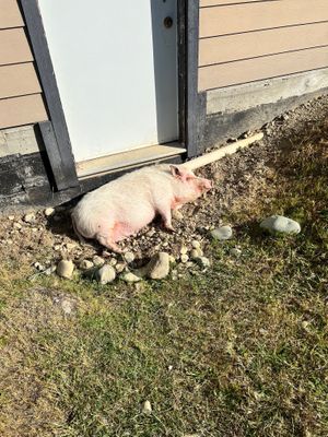 Tunie she is sweetheart loves belly rubs.  at A Home for Hooves Farm Sanctuary in Duncan
