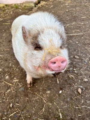 Winston my lil rollie pollie or my lil vampire such a sweet baby boy who just wants the cuddles.  at A Home for Hooves Farm Sanctuary in Duncan