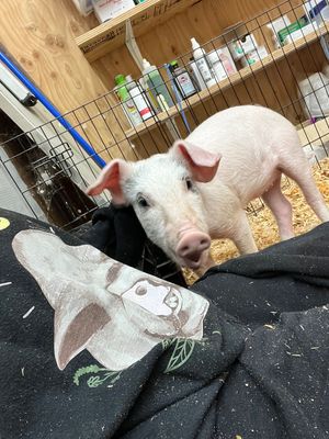 Esme just an active baby girl loves snuggles.  at A Home for Hooves Farm Sanctuary in Duncan