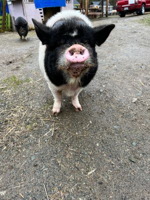 My Penelope love my time with her and all the snout kisses she loves belly rubs.  at A Home for Hooves Farm Sanctuary in Duncan