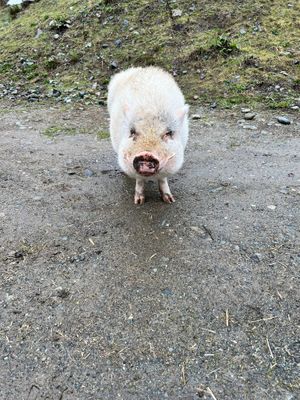 My lil man he is the cutest and with that smile he melts hearts. He sometimes loves belly rubs.  at A Home for Hooves Farm Sanctuary in Duncan