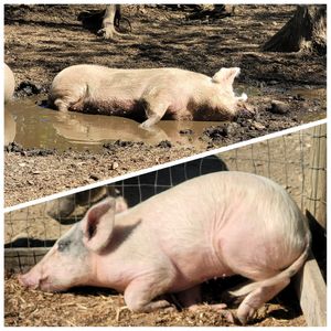  at A Home for Hooves Farm Sanctuary in Duncan