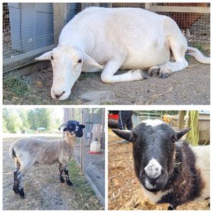  at A Home for Hooves Farm Sanctuary in Duncan