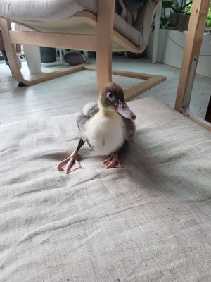  at A Home for Hooves Farm Sanctuary in Duncan