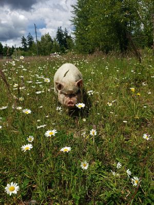  at A Home for Hooves Farm Sanctuary in Duncan
