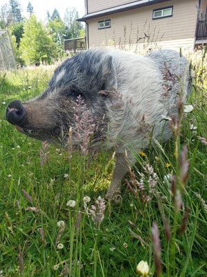  at A Home for Hooves Farm Sanctuary in Duncan