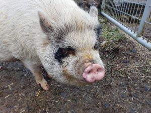  at A Home for Hooves Farm Sanctuary in Duncan