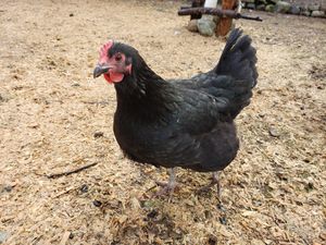  at A Home for Hooves Farm Sanctuary in Duncan