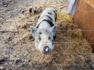  at A Home for Hooves Farm Sanctuary in Duncan