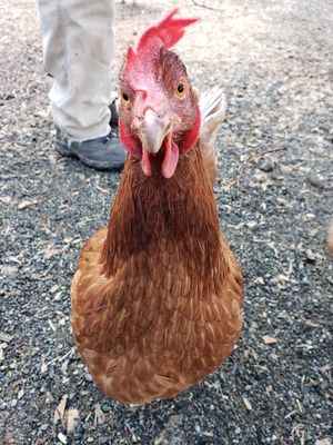  at A Home for Hooves Farm Sanctuary in Duncan